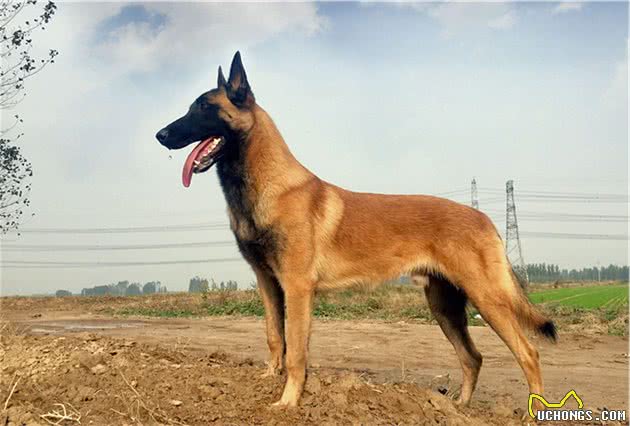 战斗力爆表的7大狼狗日本狼青犬给国人造成了巨大伤害