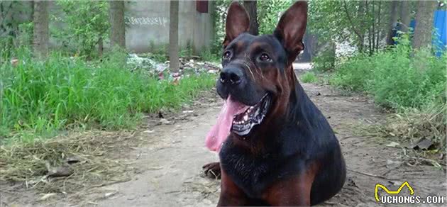 战斗力爆表的7大狼狗日本狼青犬给国人造成了巨大伤害