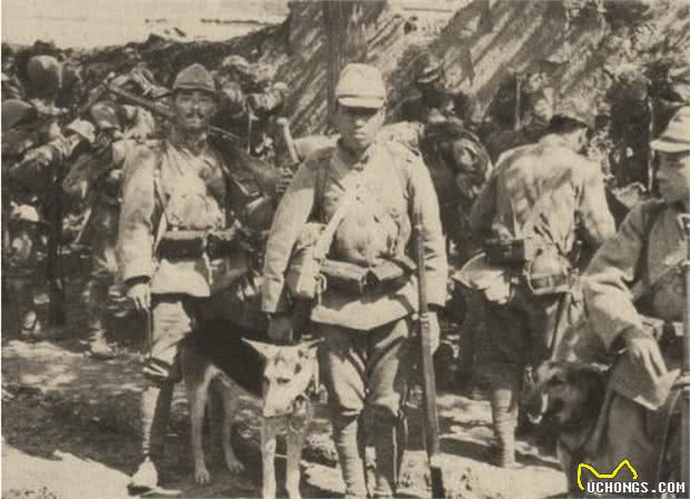 战斗力爆表的7大狼狗日本狼青犬给国人造成了巨大伤害