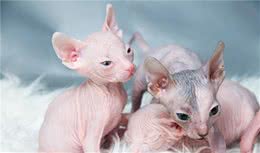 猫咪界中最聪明的六种猫，和你想象中的一样吗？