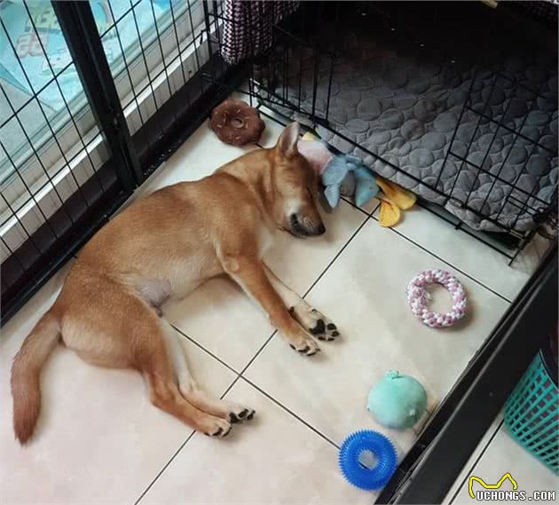 贪吃狗狗惹祸，全身麻醉后差点醒不过来！医生都忍不住碎碎念