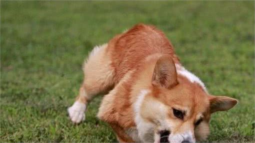 母亲节来临，送只爱犬给母亲，这几种你会选择哪一只呢!