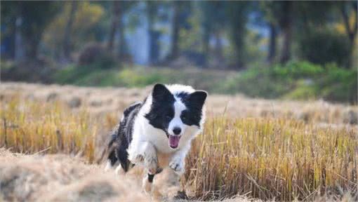 母亲节来临，送只爱犬给母亲，这几种你会选择哪一只呢!