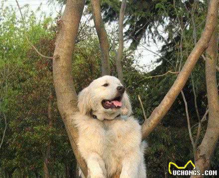 母亲节来临，送只爱犬给母亲，这几种你会选择哪一只呢!