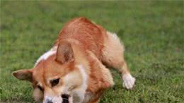 母亲节来临，送只爱犬给母亲，这几种你会选择哪一只呢!