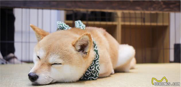 不要给狗狗穿衣服，你觉得很好玩，狗狗并不喜欢