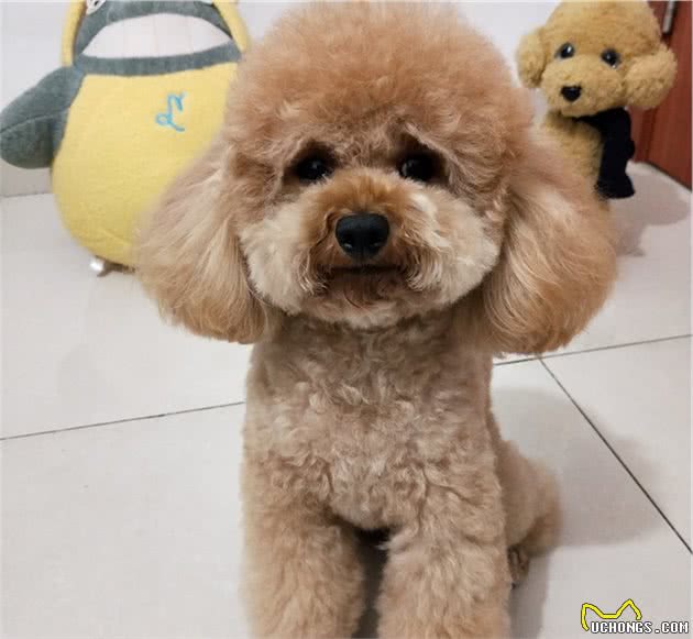 不要给狗狗穿衣服，你觉得很好玩，狗狗并不喜欢