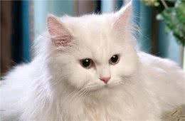 世界之最：世界上最可爱的五种猫咪