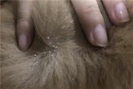 狗狗身上有皮屑，多半是脏的？做好清洁、驱虫工作是首要条件