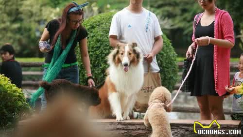 如何让狗狗远离，让宠主闻风丧胆的犬细小？只要做到这5点