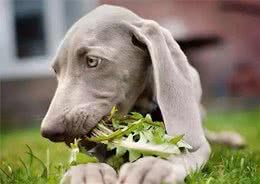 自家狗子居然吃草！？是家里的饭不香吗？