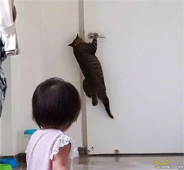 狸花猫面对宝宝请求无法拒绝，主动帮宝宝开门，开心结伴偷跑！