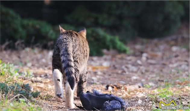狸花猫面对宝宝请求无法拒绝，主动帮宝宝开门，开心结伴偷跑！