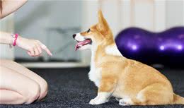 怎么才能让狗狗听话对幼犬进行呼名训练教程