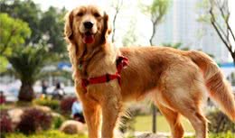 提醒：养金毛犬的人，请别踩这5个饮食误区