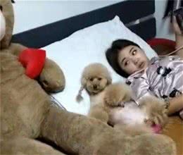 为什么泰迪犬更喜欢女生？真正的5个原因，让你拥有“吸狗体质”