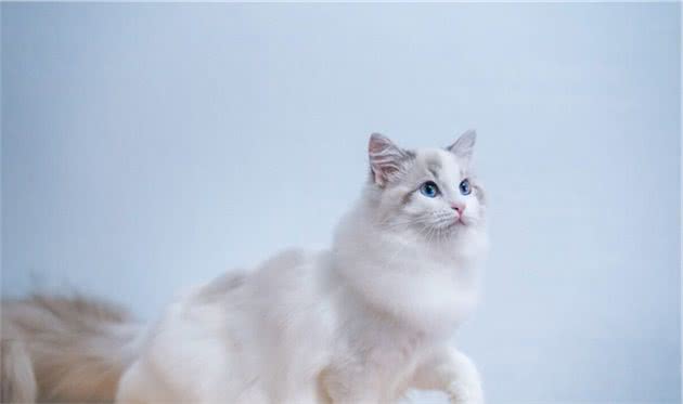 “脾气好到爆”的几种猫咪，最适合想养猫的你