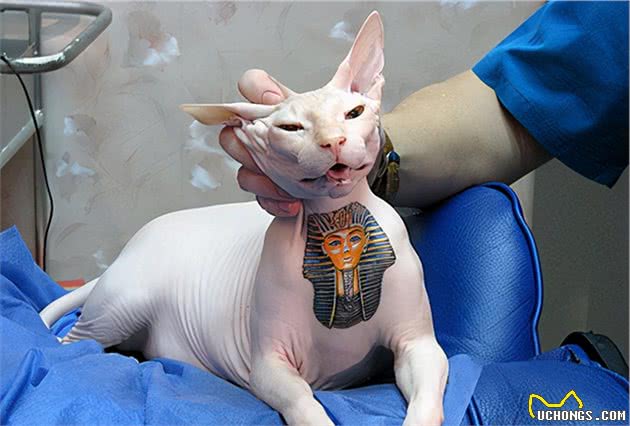 “脾气好到爆”的几种猫咪，最适合想养猫的你