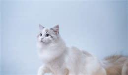 “脾气好到爆”的几种猫咪，最适合想养猫的你