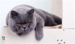 蓝猫分为好几种，你喜欢哪种？