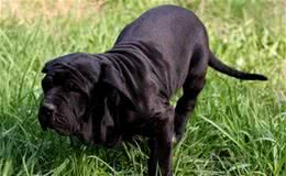 非勒犬和杜高犬，都是追踪猎物的高手，在你心中谁是猎犬之王
