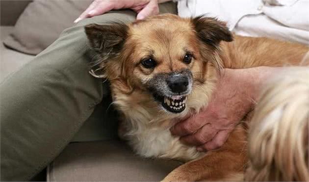 训犬时该不该惩罚狗狗呢？鞭子和糖的策略，可以用在狗狗身上吗？