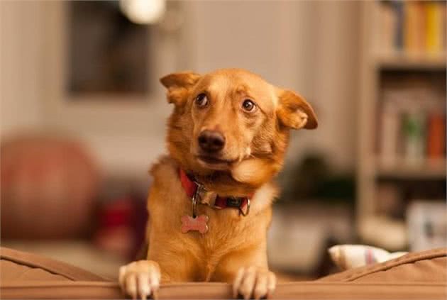 训犬时该不该惩罚狗狗呢？鞭子和糖的策略，可以用在狗狗身上吗？