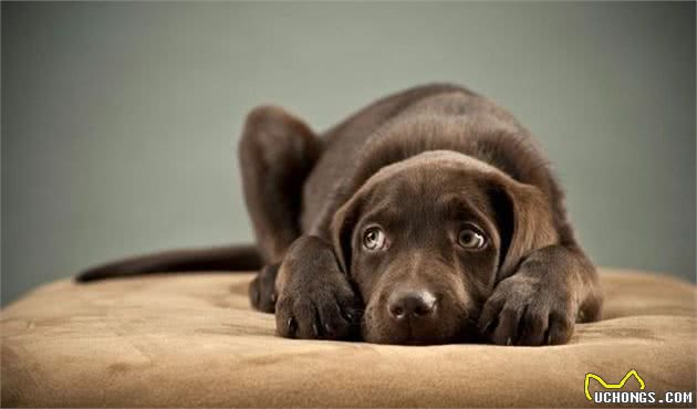 训犬时该不该惩罚狗狗呢？鞭子和糖的策略，可以用在狗狗身上吗？