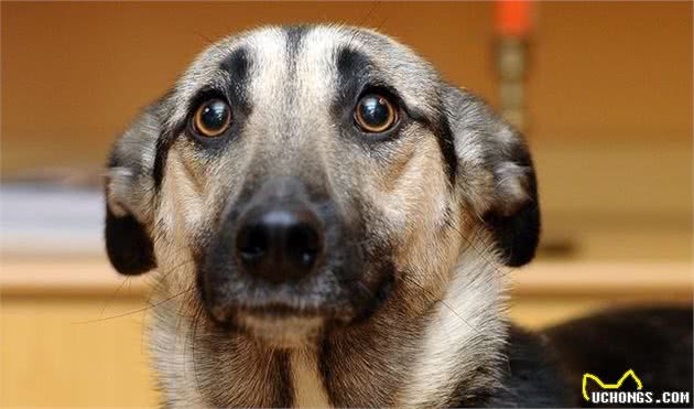 训犬时该不该惩罚狗狗呢？鞭子和糖的策略，可以用在狗狗身上吗？
