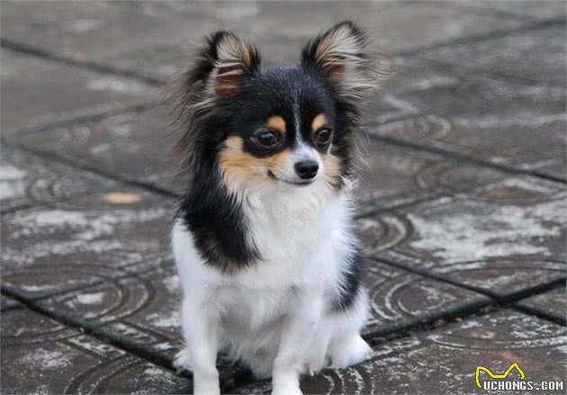 训犬时该不该惩罚狗狗呢？鞭子和糖的策略，可以用在狗狗身上吗？