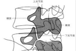 腰痛的原因竟然是身体里的小狗出了问题？