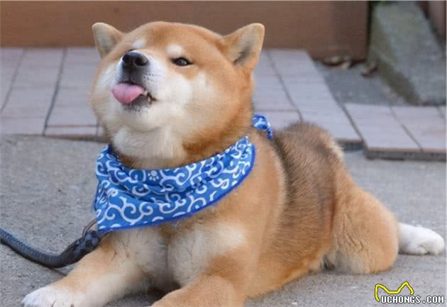 那些中看不中用的几种狗，别奢望它保护主人