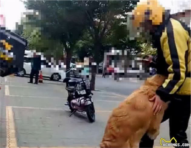 那些中看不中用的几种狗，别奢望它保护主人