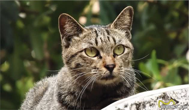 田园狸花猫为什么还有人抢着养？看完这几点，才知它们有多好