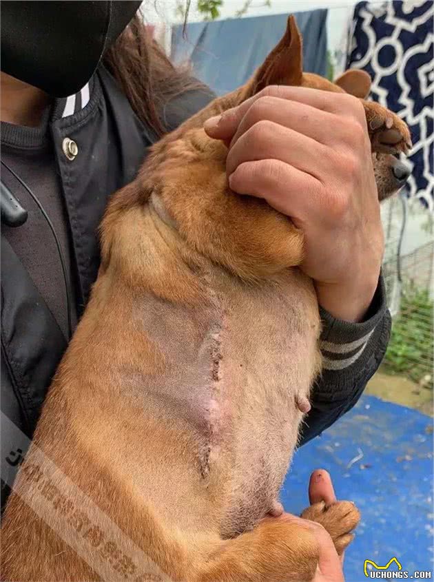 马犬被人恶意扔在门口，背部严重烫伤，洗澡洗出一盆蛆虫