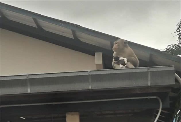 泰国惊现猫咪绑架案，犯人居然是只猴子，甚至还喂猫咪香蕉被拒