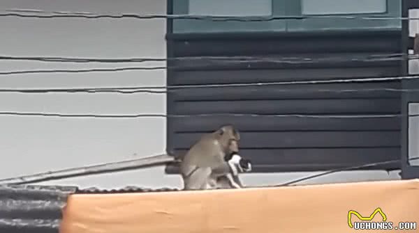 泰国惊现猫咪绑架案，犯人居然是只猴子，甚至还喂猫咪香蕉被拒