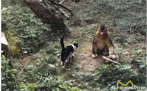 泰国惊现猫咪绑架案，犯人居然是只猴子，甚至还喂猫咪香蕉被拒
