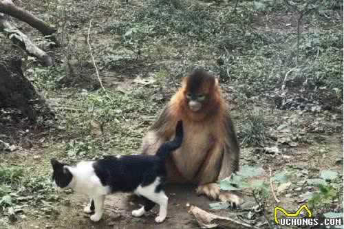 泰国惊现猫咪绑架案，犯人居然是只猴子，甚至还喂猫咪香蕉被拒