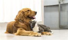 你听过“情感支持犬”吗？哪些品种最适合做“情感支持犬”呢？