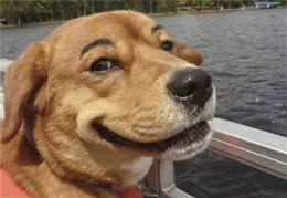 狗狗的这7种行为，最让主人生气了，你能忍住几个？