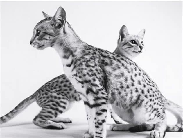 教你选猫系列，猫咪品种介绍及品相判断（3）—埃及猫