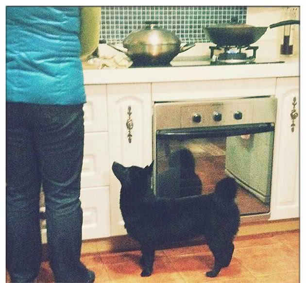 狗狗错把自己当作主人妹妹，用狗食盆喂饭，生气踢翻狗食盆