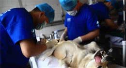 据统计，这5点是狗狗最常见的“死因”，你可能在亲手杀死它