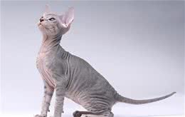 5种世界上最贵的猫，第一种土豪虽然买得起，但是太稀少买不到