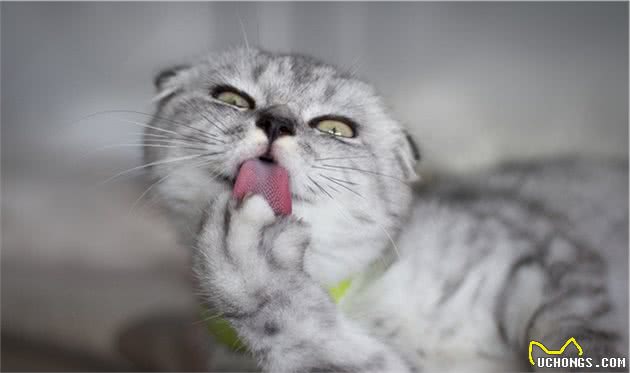 小可爱苏格兰折耳猫的历史