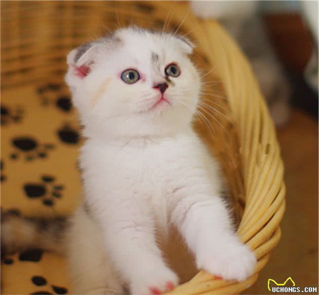 小可爱苏格兰折耳猫的历史