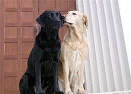 为什么说养狗就要养公的，这6大原因，让人无法拒绝