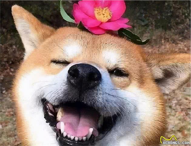 狗子的情绪表现丰富得超出想象，请正确合理应对