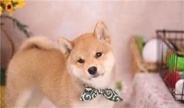 注意！柴犬洗澡水还能这样配？